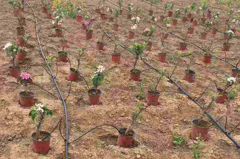 Saplings Drip Irrigation Lateral